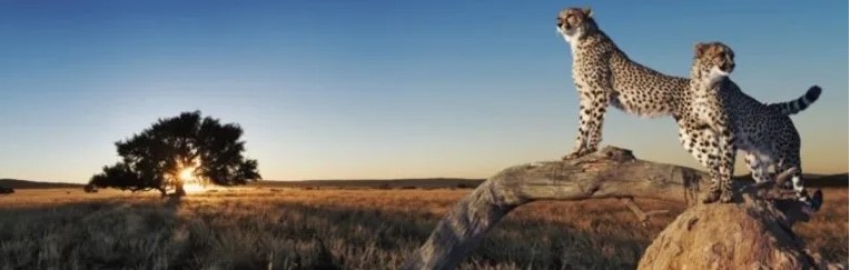 _أدوات تحسين سرعة موقع ووردبريس